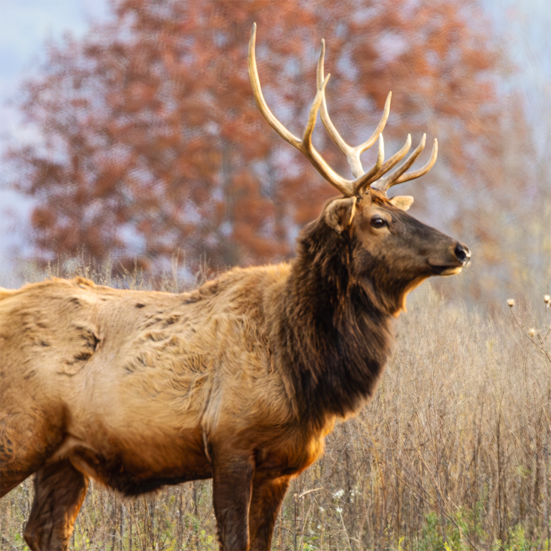 Elk in a field